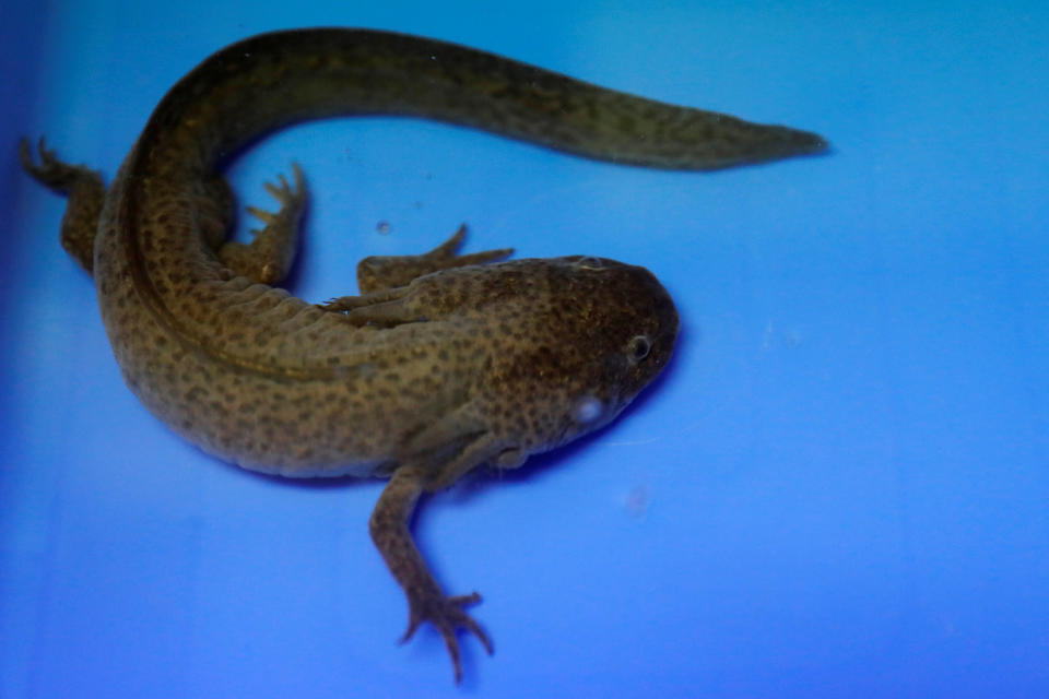 An axolotl is pictured at the Biology Institute of the National Autonomous University of Mexico (UNAM) in Mexico City