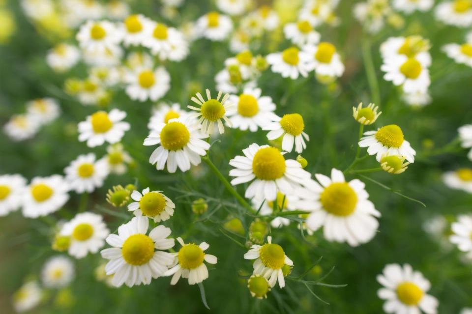 chamomile