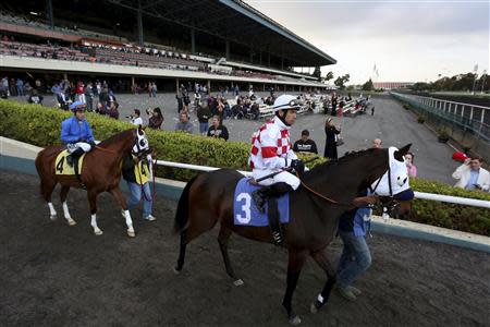 Horses arrive on the track for the 8th race at Betfair Hollywood Park, which is closing down at the conclusion of tomorrow's race card after operating for 75 years, in Inglewood, California December 21, 2013. REUTERS/Jonathan Alcorn