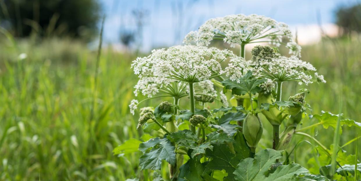 invasive plants giant hogweed