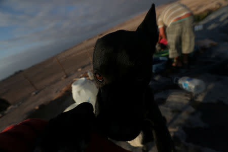 An undocumented Bolivian migrant washes his clothes where he works as his dog looks on, at the Chilean and Peruvian border near Arica, Chile, November 17, 2018. REUTERS/Ivan Alvarado