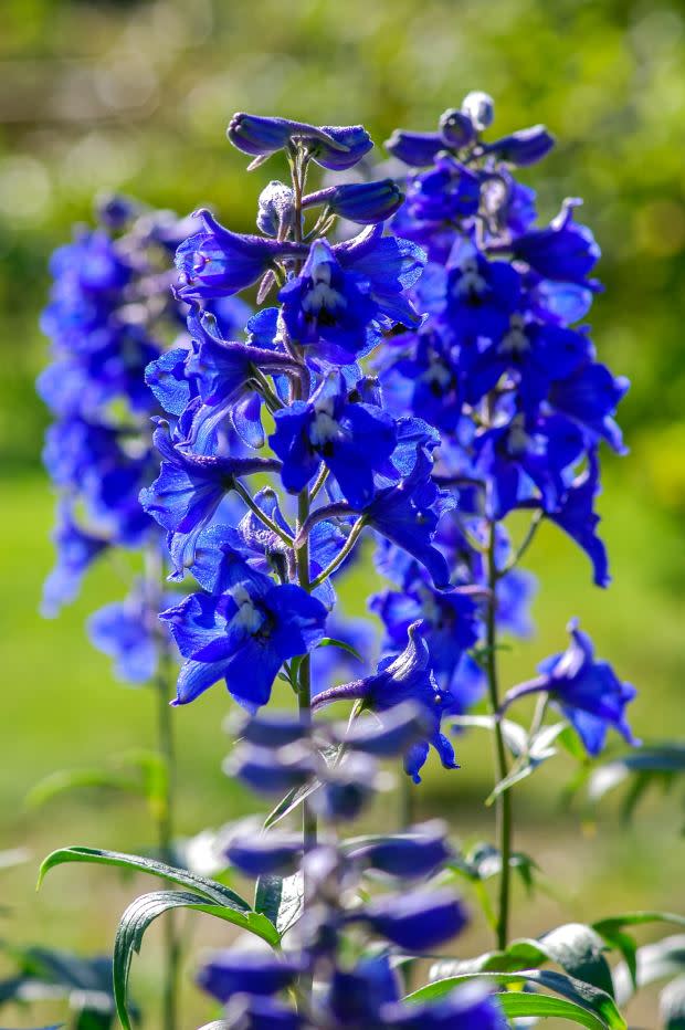 July birth flower: Larkspur<p><a href="https://unsplash.com/photos/mm6FpRLuPP8" rel="nofollow noopener" target="_blank" data-ylk="slk:Yoksel Zok via UnSplash;elm:context_link;itc:0;sec:content-canvas" class="link ">Yoksel Zok via UnSplash</a></p>