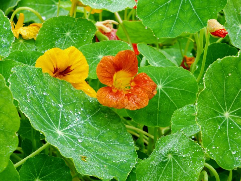 best indoor and outdoor hanging plants nasturtium