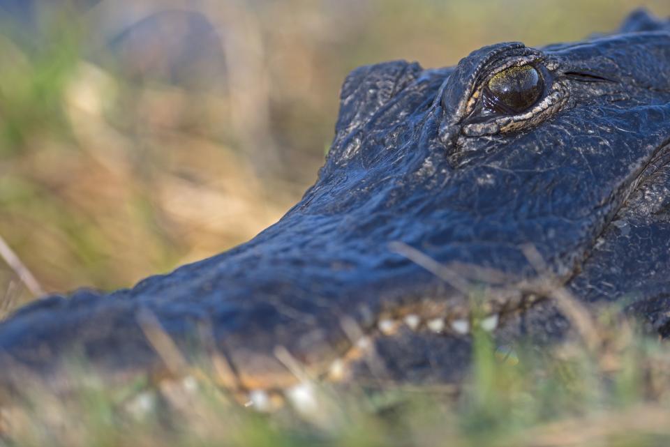 Tips to keep you and your pets safe as gator mating season approaches