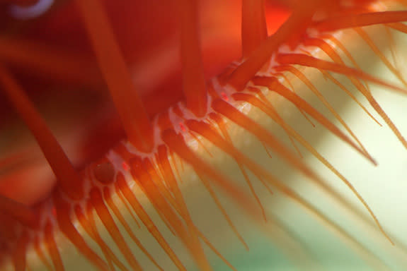 The so-called disco clam has 40 eyes, seen here as oval, orange, fluorescent dots.