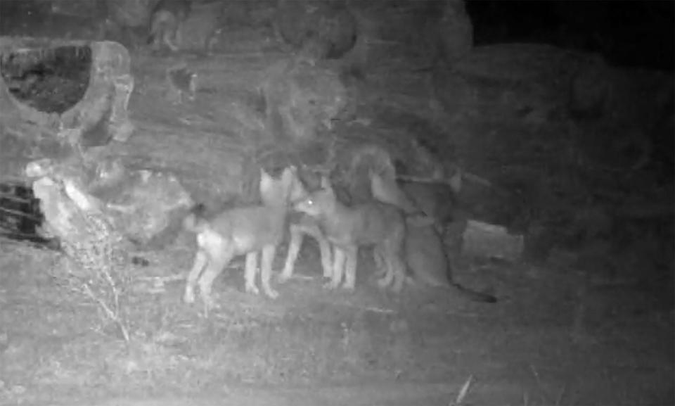 A screen capture shows wolf pups caught on a trail cam put up by biologists with the Confederated Tribes of Warm Springs.