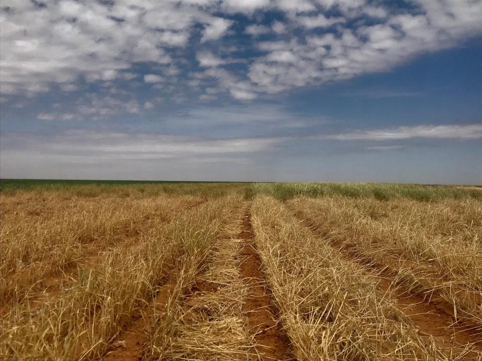 Wheat on the left and rye on the right are featured in a cover crop species selection study that also looked at seeding rates and termination timing in the South Plains region.