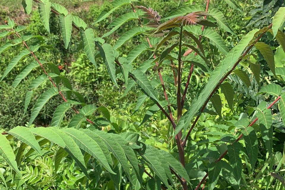 Tree of heaven is an invasive plant species of special concern because it hosts spotted lanternflies, an invasive insect species.