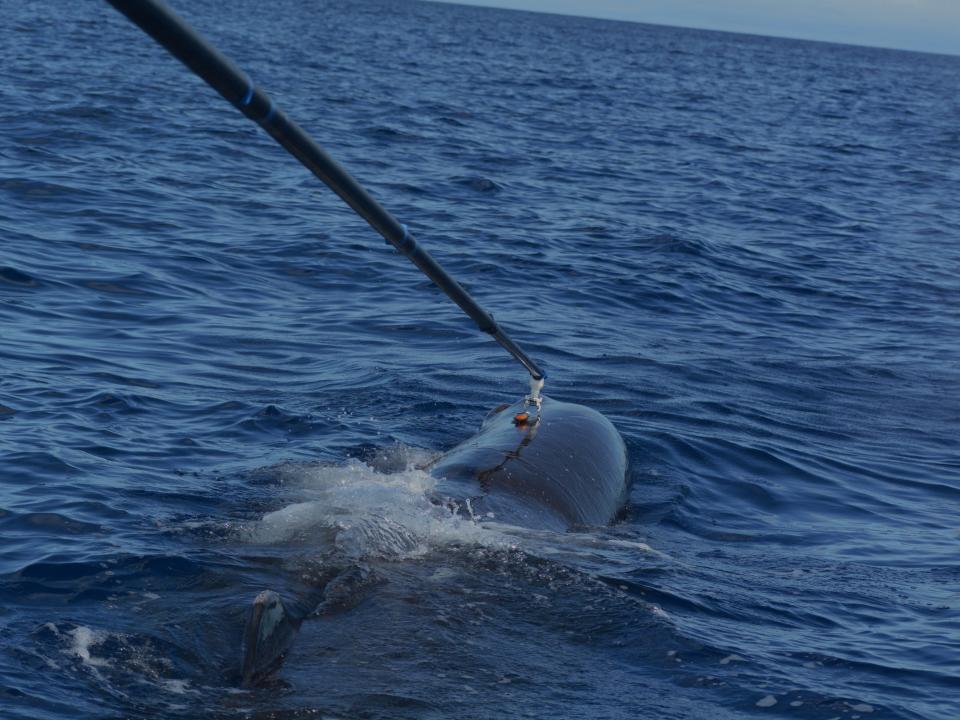 A long rod is shown placing a tag on the back of a sperm whale.