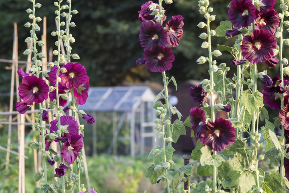 Flower, Flowering plant, Plant, Hollyhocks, Verbascum, Mallow family, Malvales, Annual plant, Clary, Delphinium, 