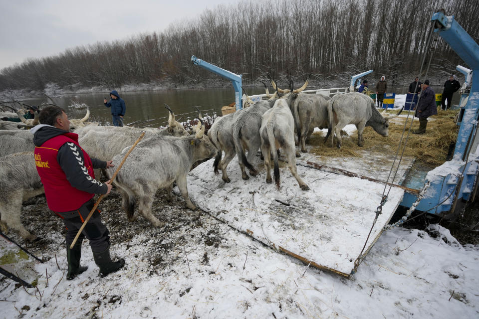 Farmers transport cows from a flooded river island Krcedinska ada on Danube river, 50 kilometers north-west of Belgrade, Serbia, Tuesday, Jan. 9, 2024. After being trapped for days by high waters on the river island people evacuating cows and horses. (AP Photo/Darko Vojinovic)
