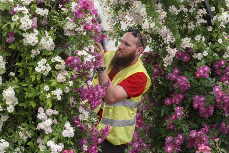 Andy Stogdon deadheads roses on the Peter Beales Roses exhibition stand (RHS / Luke MacGregor/PA)