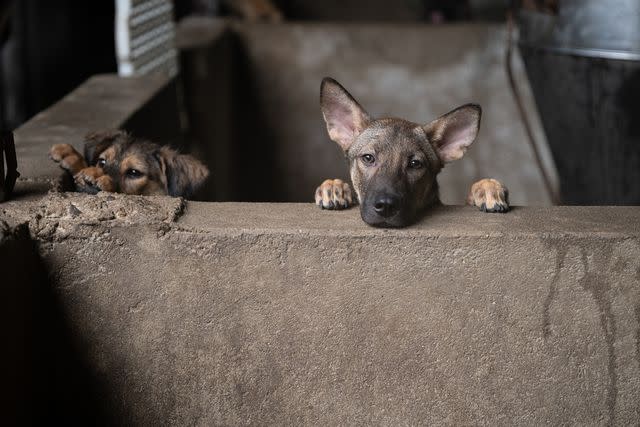 <p>Meredith Lee/The HSUS</p> Puppies at a puppy fattening farm in Vietnam on June 5