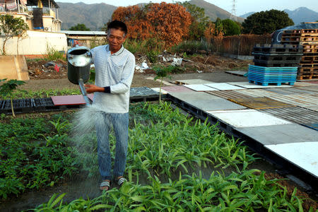 Chau Kwei-yin, 63 years-old, the village chief of the idyllic hamlet of Ngau Tam Mei close to the Chinese border, waters plants during an interview in Hong Kong, China November 23, 2018. REUTERS/James Pomfret/Files