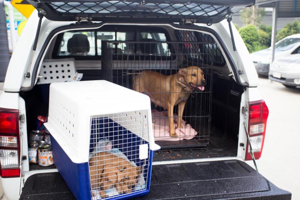 Dozens of dogs were seized in the raids (RSPCA Queensland)