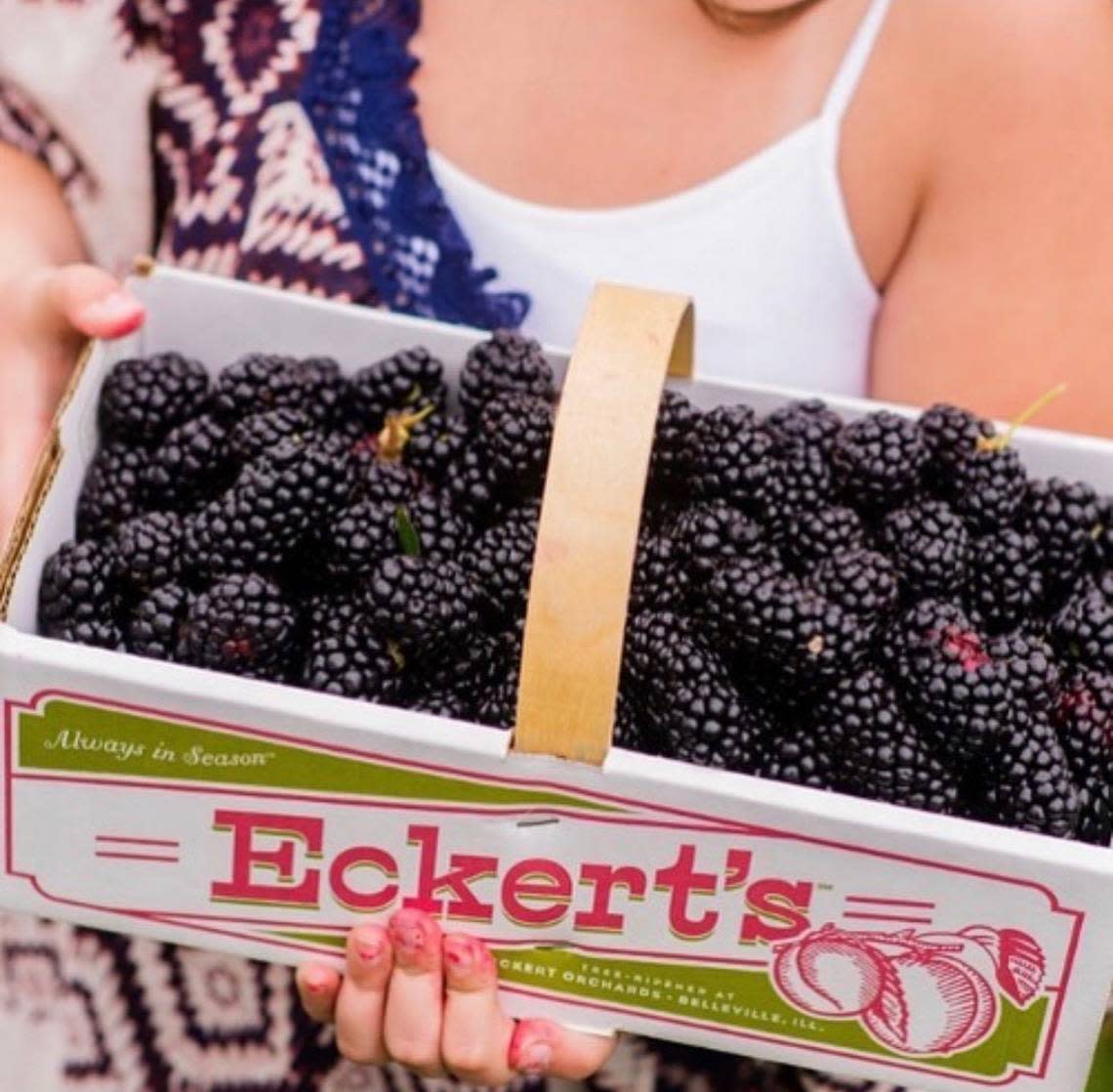 Pick-your-own blackberries is back at Eckert’s Orchard in Versailles, which will host its Blackberry Festival this weekend.