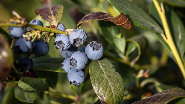 Blueberries growing on bush