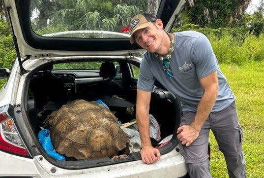 Chris Gillette, of Florida's Wildest Animal Rescue in Interlachen, loads 250-pound Jumanji the tortoise into a Honda Civic hatchback at the Compassion In Healthcare assisted-living home in Daytona Beach.