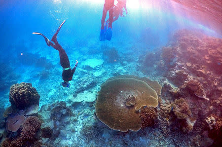 FILE PHOTO: Peter Gash (L), owner and manager of the Lady Elliot Island Eco Resort, snorkels with Oliver Lanyon and Lewis Marshall, Senior Rangers in the Great Barrier Reef region for the Queensland Parks and Wildlife Service, during an inspection of the reef's condition in an area called the 'Coral Gardens' located at Lady Elliot Island in Queensland, Australia, June 11, 2015. REUTERS/David Gray/File Photo