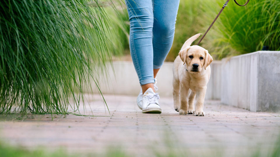 Puppy on leash walk