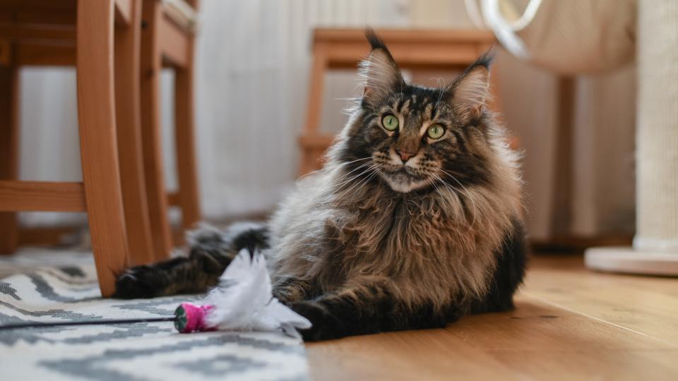 3. Maine Coon