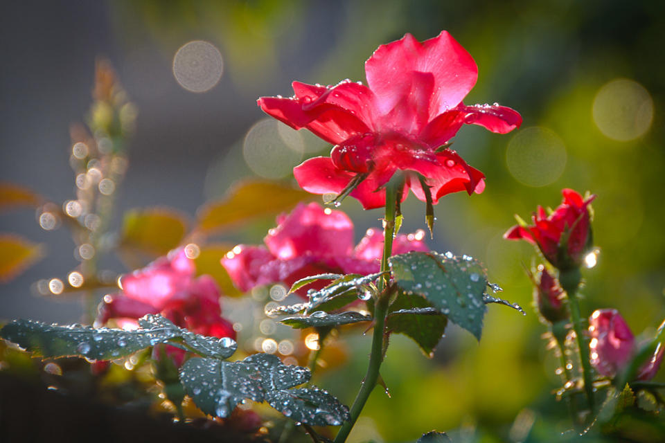 summer shower