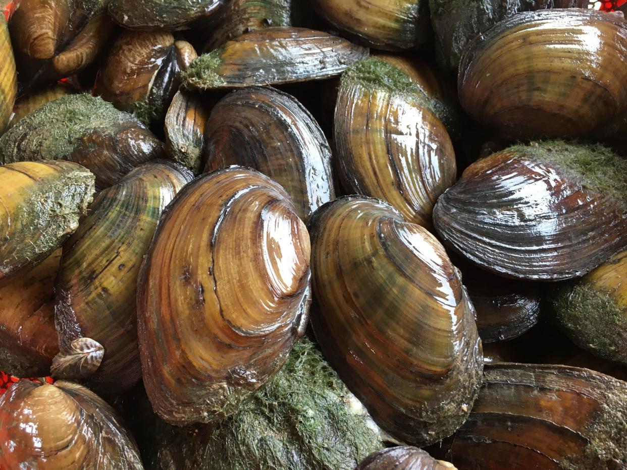 White River mussels await transport from the McCulloch Park area to the Westside Park area.