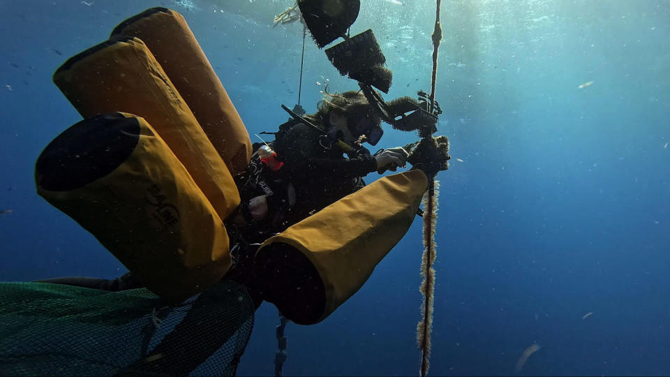 ISER Caribe Director Stacey Williams dives underwater to cut lines of astroturf-like material where baby sea urchins grow. (Jackie Montalvo & Maura Barrett / NBC News)