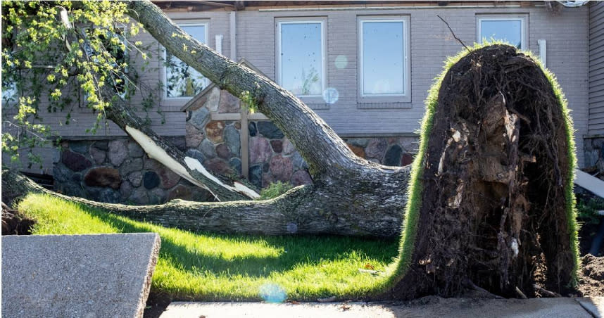 5月8日龍捲風襲擊密西根州，教堂前的樹被連根拔起。（圖／達志／路透社）