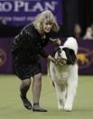 <p>A handler guides a Saint Bernard around the ring during the working group competition at the 141st Westminster Kennel Club Dog Show, Tuesday, Feb. 14, 2017, in New York. (AP Photo/Julie Jacobson) </p>