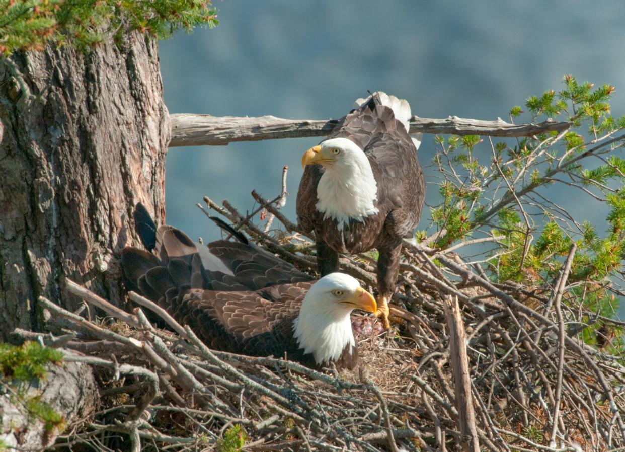 Bald Eagles in the Nest, female is sitting on eggs.