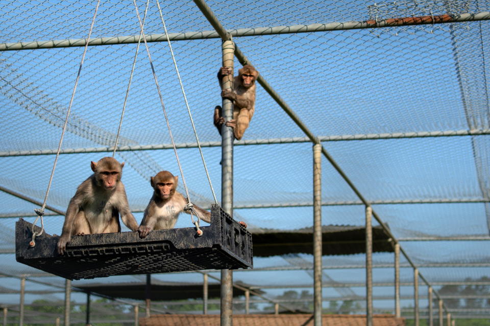 Rhesus macaque monkeys