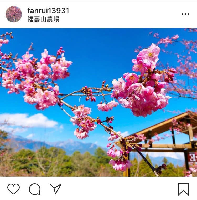 「福壽山農場」內的櫻花林真的超迷人。   圖：翻攝自instagram fanrui13931／開放權限