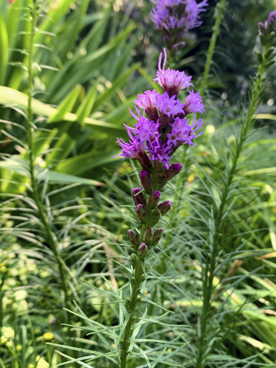 This July 15, 2021, image provided by Jessica Damiano shows Liatris spicata growing in a garden in Long Island, N.Y. The plant is known by several common names, including gayfeather and blazing star. (Jessica Damiano via AP)