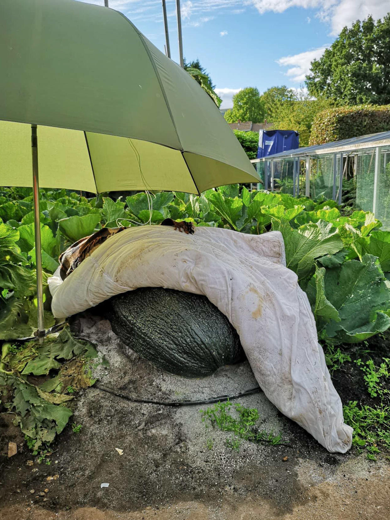 The marrow snuggled up in its duvet (Caters)