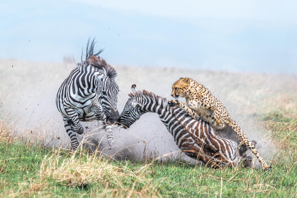 Jawdropping images win big in the World Nature Photography Awards 2024