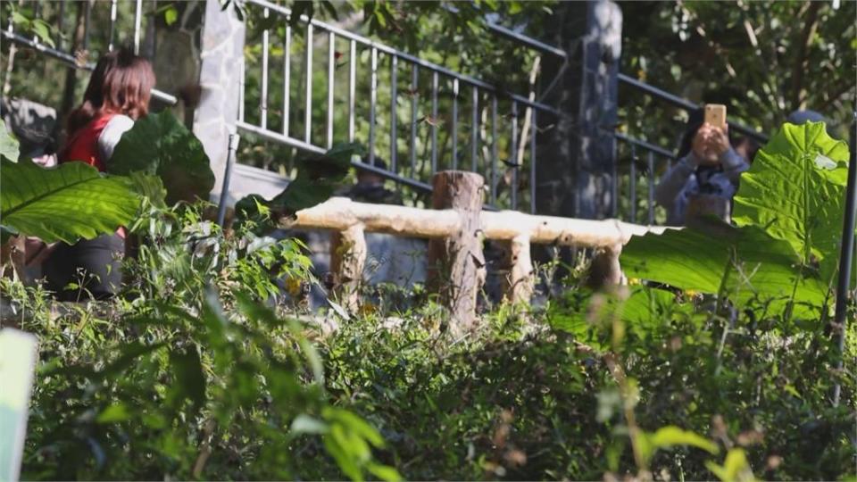 等不到雨！螢火蟲生態受影響　果樹開滿花...芒果產量堪慮