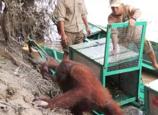 Orangutan Rescued From Life Of Prostitution 