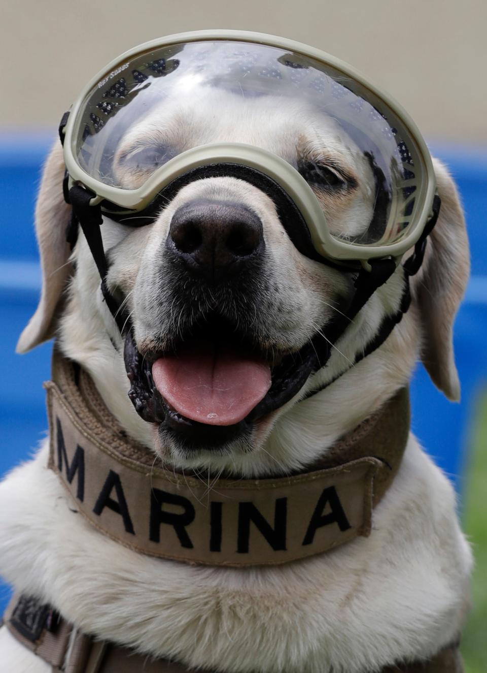 A very good dog, prepared to scout for killer police robots.