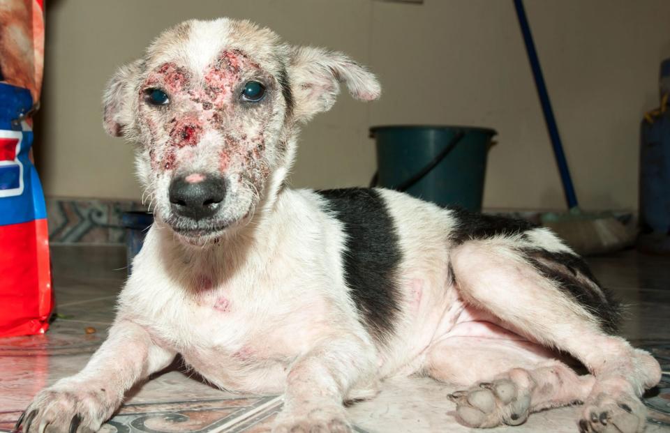 dog with visible sores on face from sarcoptic mange