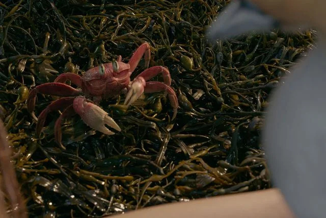 Photo courtesy of Disney Sebastian the Crab in 'The Little Mermaid'