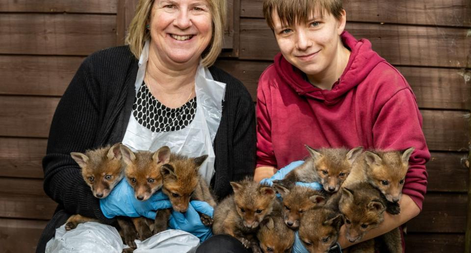 Foxes litter cub farmer. (SWNS)