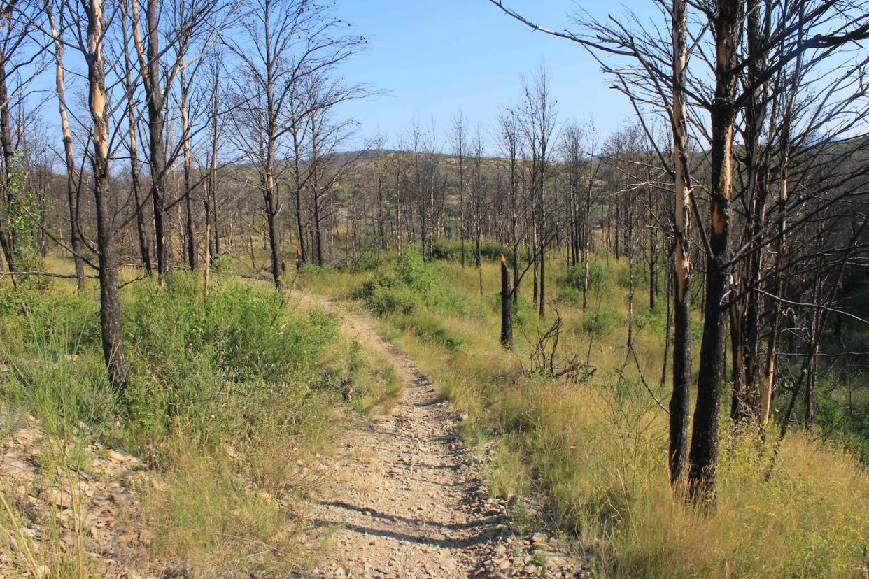 Paisaje dos años después del incendio de Alt Empordà (Gerona) del 2012: algunos pinos quemados se han partido y su corteza empieza a desprenderse. Pere Pons, Author provided