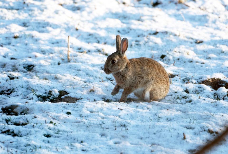 A rabbit sits a field of snow that fell overnight on Easter Monday in Slayley, Northumberland (PA)