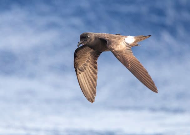 PHOTO: A band-rumped storm petrel. (Agami Photo Agency/Getty Images)