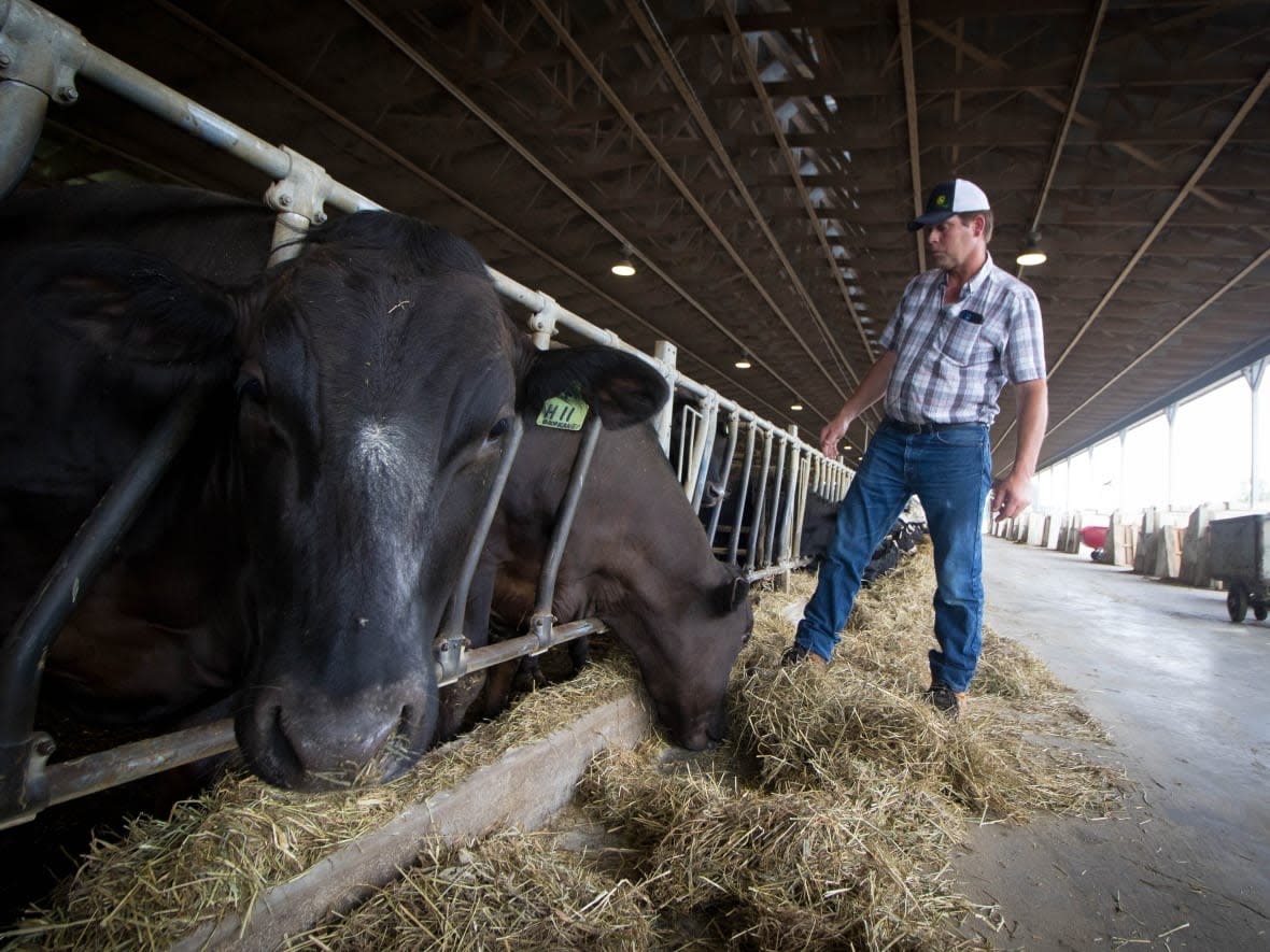 Steven Velthuis walks among his herd of roughly 50 purebred Wagyu cattle at his farm in the rural Ottawa community of Osgoode. Velthuis is one of the few Wagyu beef farmers in Ontario, having entered the industry before Japan stopped exporting DNA and live animals. (Trevor Pritchard/CBC - image credit)