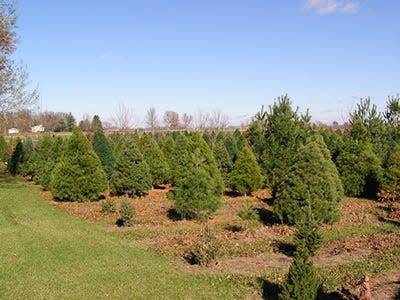 Live Christmas trees are more environmentally sustainable than artificial trees.