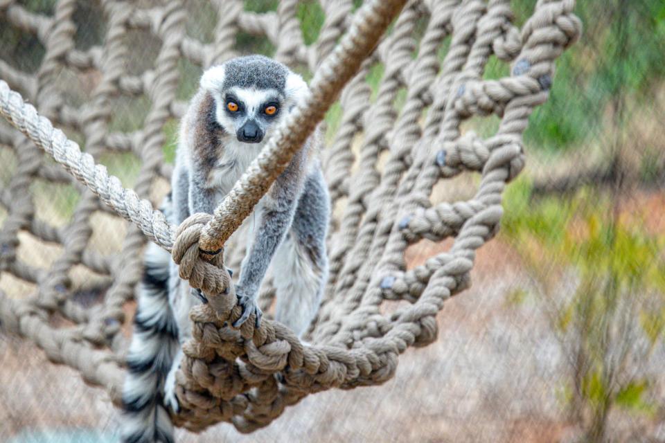 Lemurs are pictured Feb. 27 at the Oklahoma City Zoo.