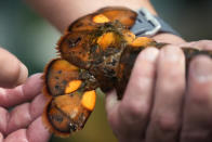 The tail of a calico lobster is inspected the University of New England, Thursday, Sept. 5, 2024, in Biddeford, Maine. (AP Photo/Robert F. Bukaty)