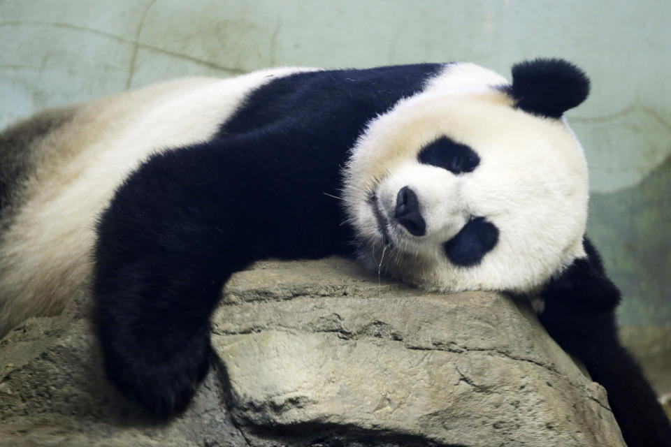 FILE - In this Aug. 23, 2015 file photo, The Smithsonian National Zoo's Giant Panda Mei Ziang, sleeps in the indoor habitat at the zoo in Washington. Two giant pandas are coming to Washington’s National Zoo from China by the end of the year. The zoo made the announcement Wednesday, about half a year after it sent its three pandas back to China. (AP Photo/Jacquelyn Martin, File)